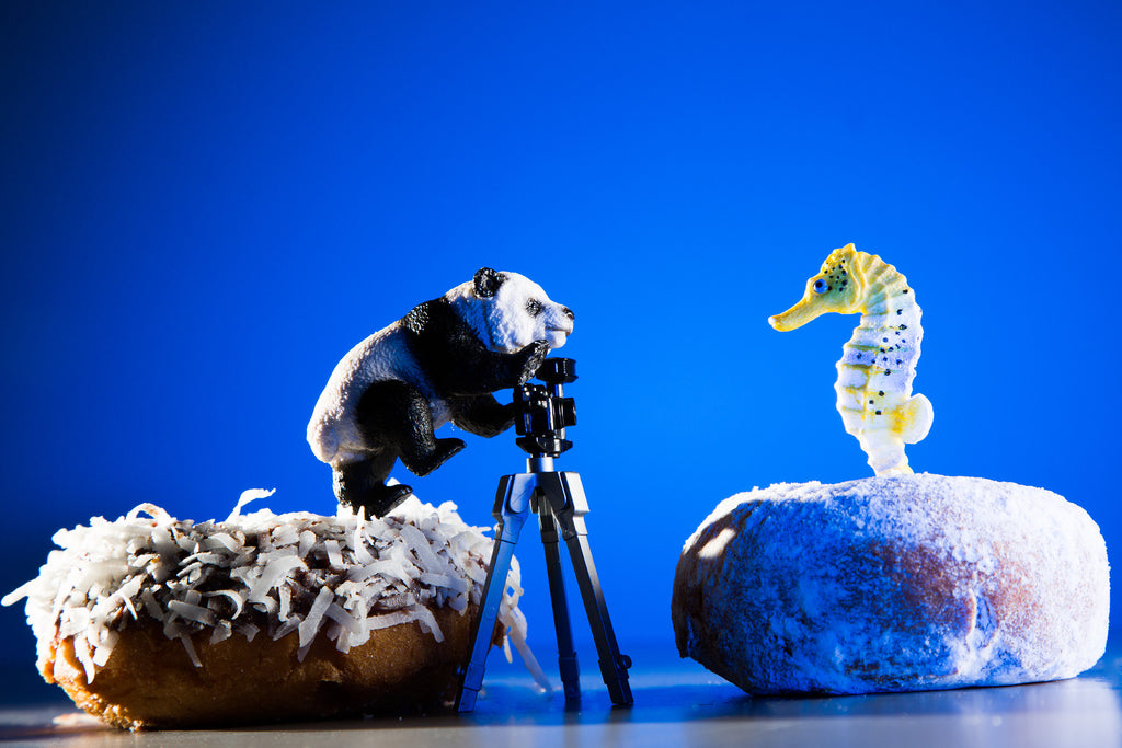 Panda Seahorse Donut Photo Shoot